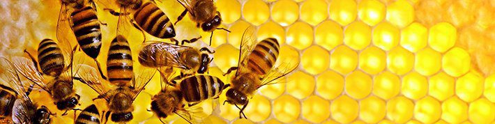 Giresun Arı Yetiştiricileri Birliği